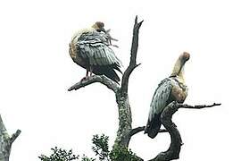 Black-faced Ibis