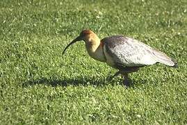 Black-faced Ibis