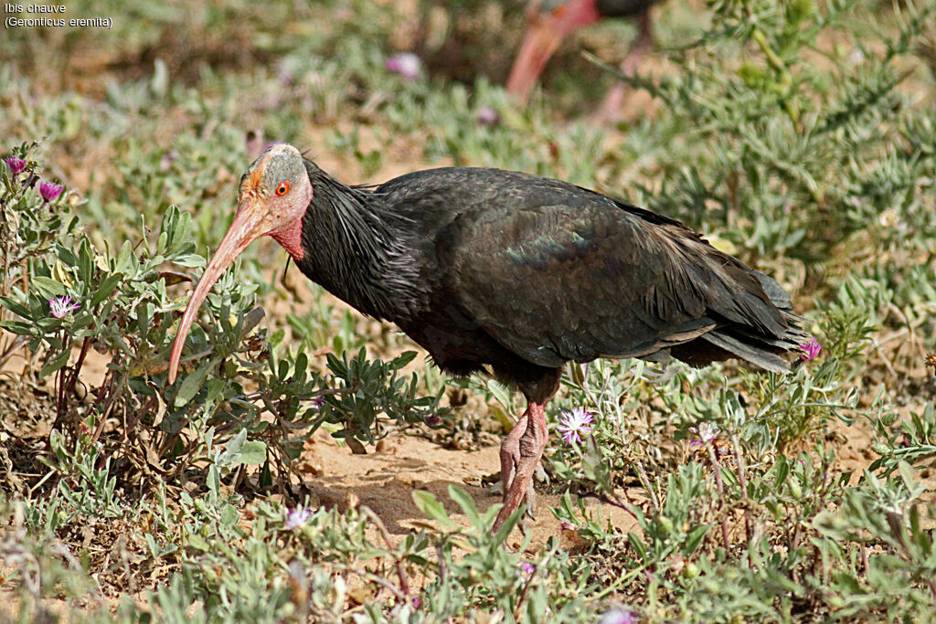 Northern Bald Ibis, walking