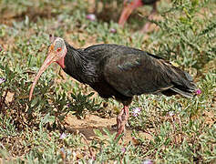 Northern Bald Ibis