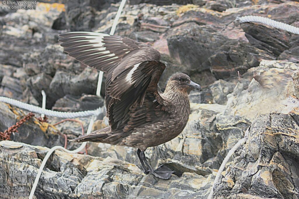 Chilean Skua