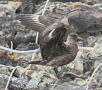 Chilean Skua