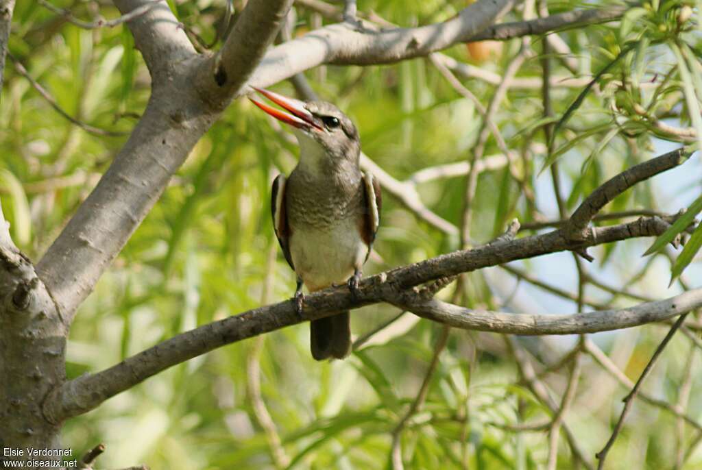 Grey-headed Kingfisherjuvenile, habitat, pigmentation