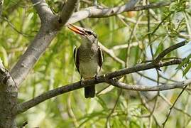 Grey-headed Kingfisher