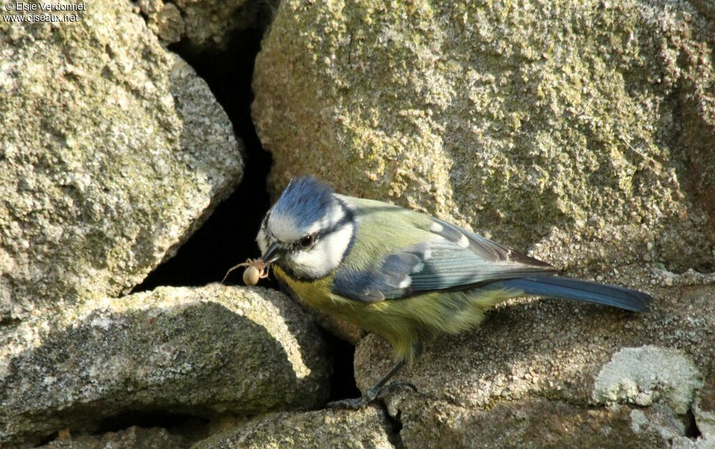 Mésange bleue