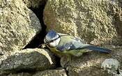 Mésange bleue