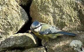 Eurasian Blue Tit