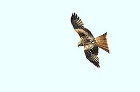 Red Kite