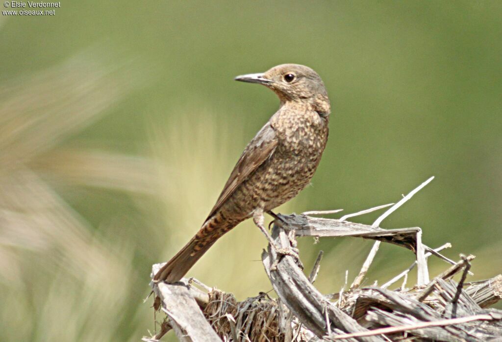 Common Rock Thrush female, close-up portrait