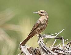 Common Rock Thrush