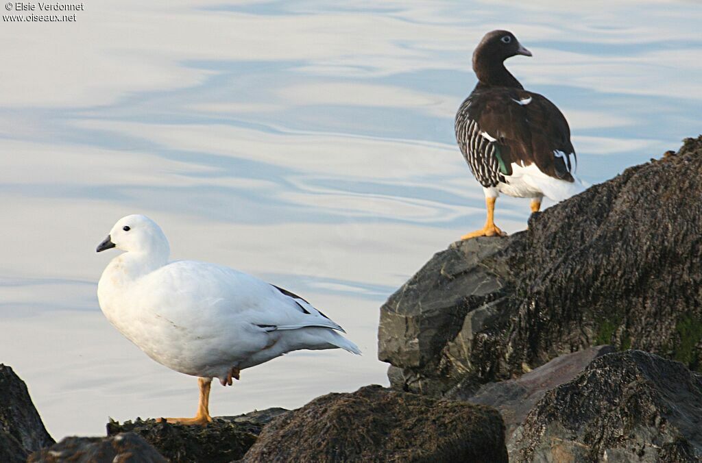 Kelp Gooseadult