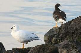 Kelp Goose