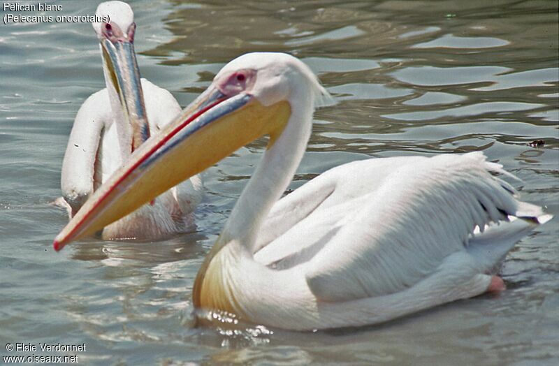 Great White Pelican, close-up portrait, swimming