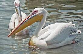 Great White Pelican