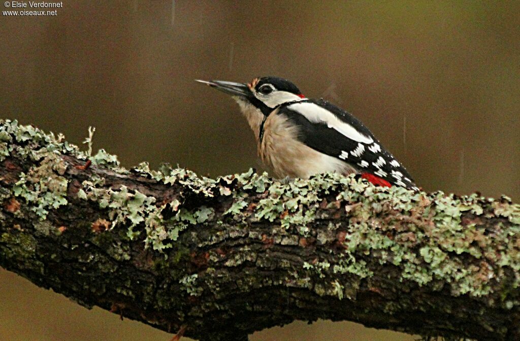 Great Spotted Woodpecker male