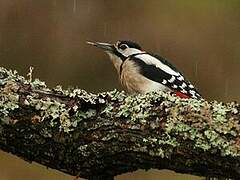 Great Spotted Woodpecker