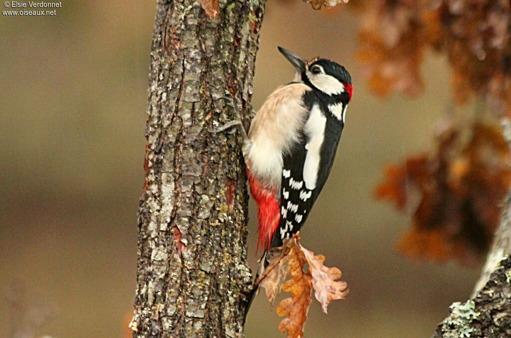 Great Spotted Woodpecker male