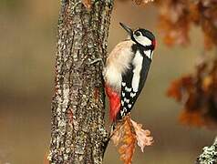 Great Spotted Woodpecker