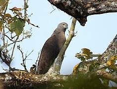 Grey-headed Fish Eagle