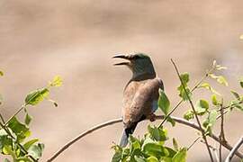 European Roller