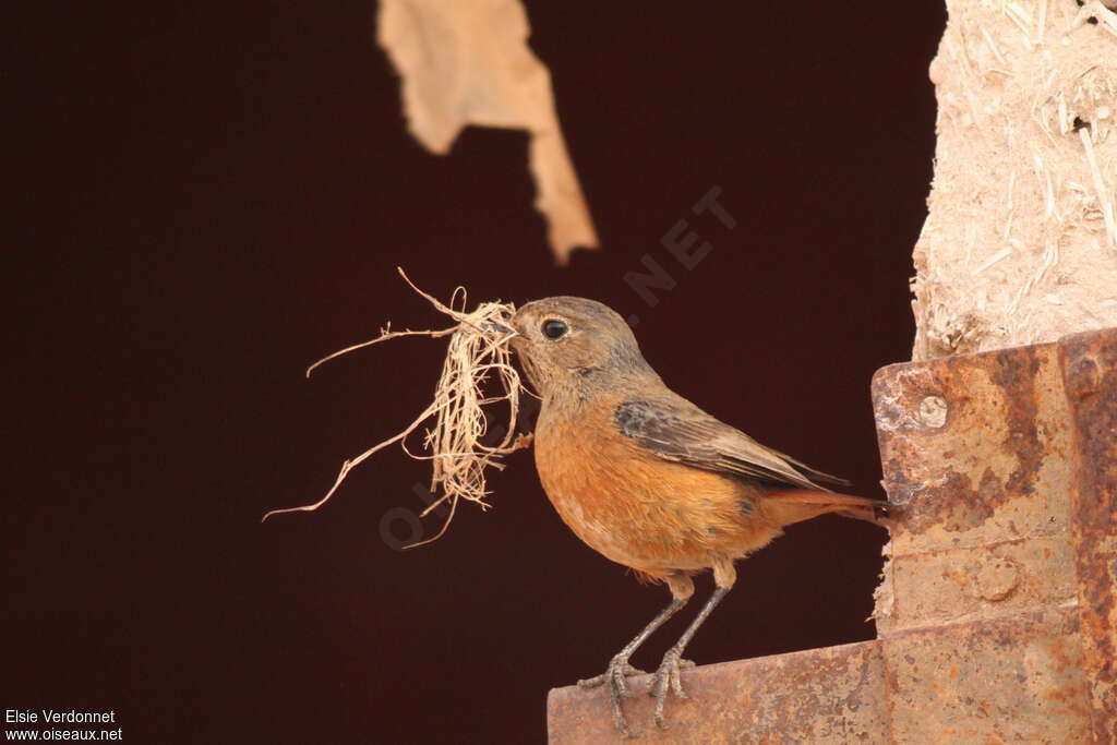 Moussier's Redstart female adult breeding, Reproduction-nesting