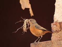 Moussier's Redstart