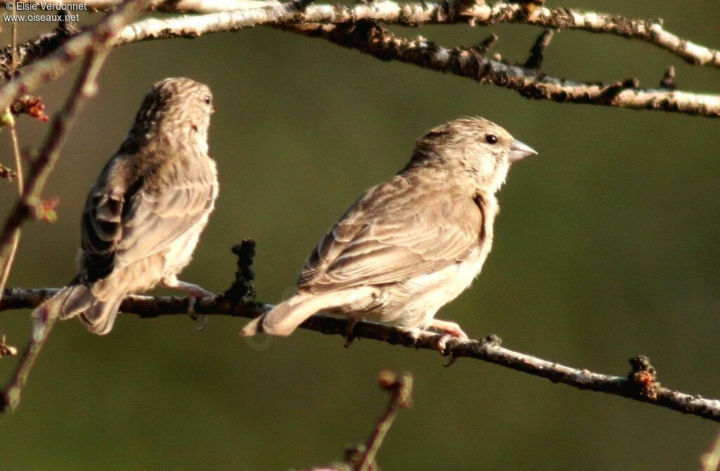 Serin du Yémen