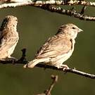 Serin du Yémen