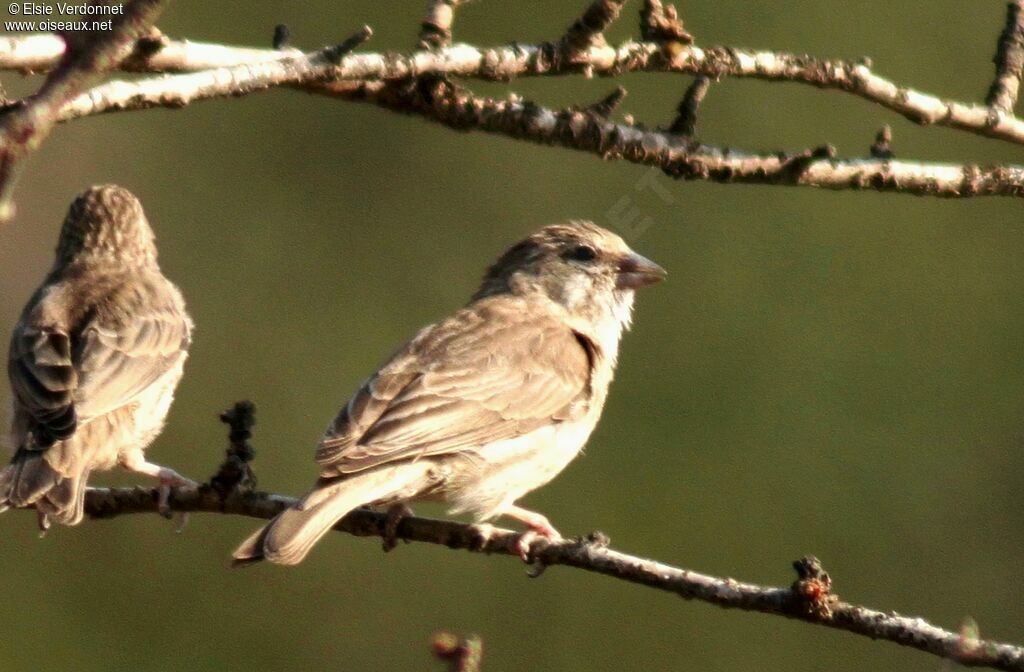 Serin du Yémen