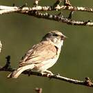 Serin du Yémen