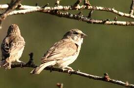 Serin du Yémen