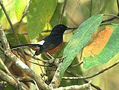 White-rumped Shama