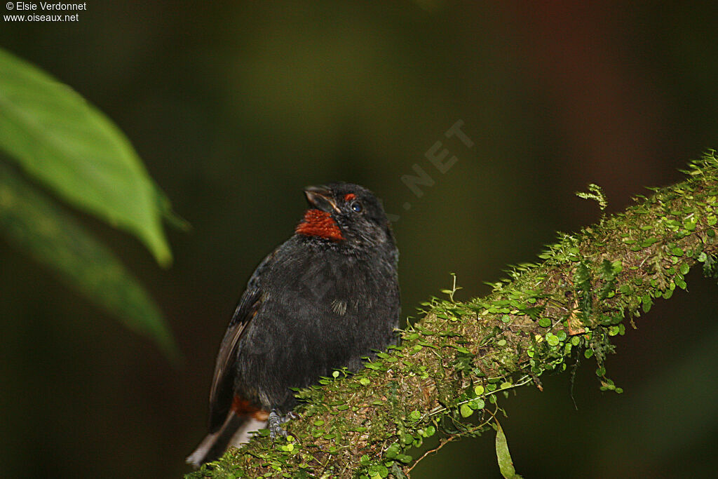 Sporophile rougegorge mâle