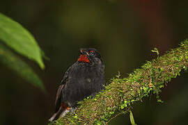 Lesser Antillean Bullfinch