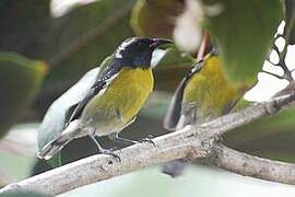 Bananaquit