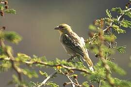 Rüppell's Weaver