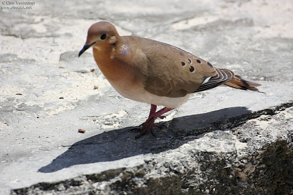 Zenaida Dove