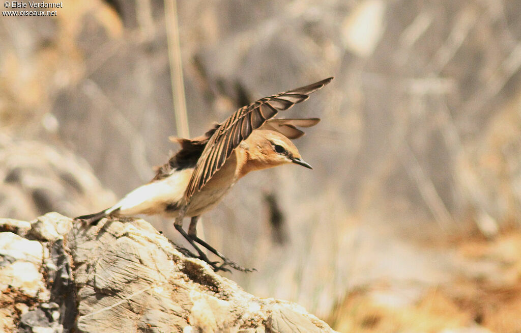 Northern Wheatear