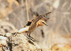 Northern Wheatear