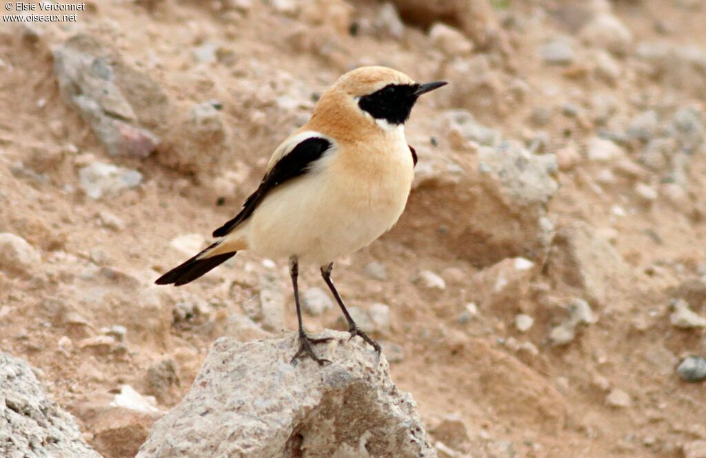 Black-eared Wheatear male