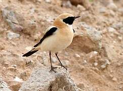 Western Black-eared Wheatear