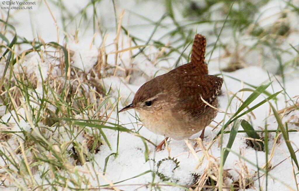 Eurasian Wren, eats