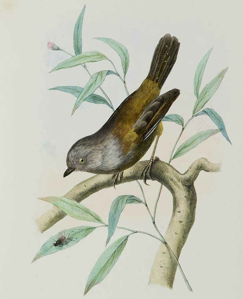 Grey-hooded Fulvetta