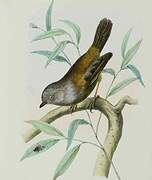 Grey-hooded Fulvetta