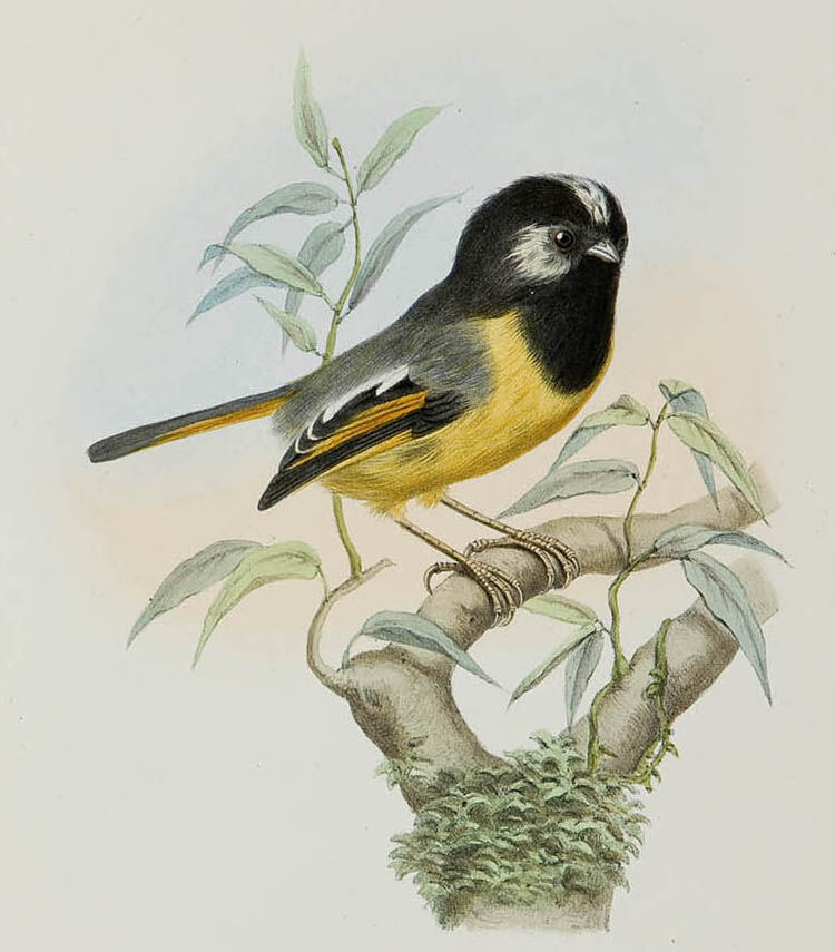 Golden-breasted Fulvetta