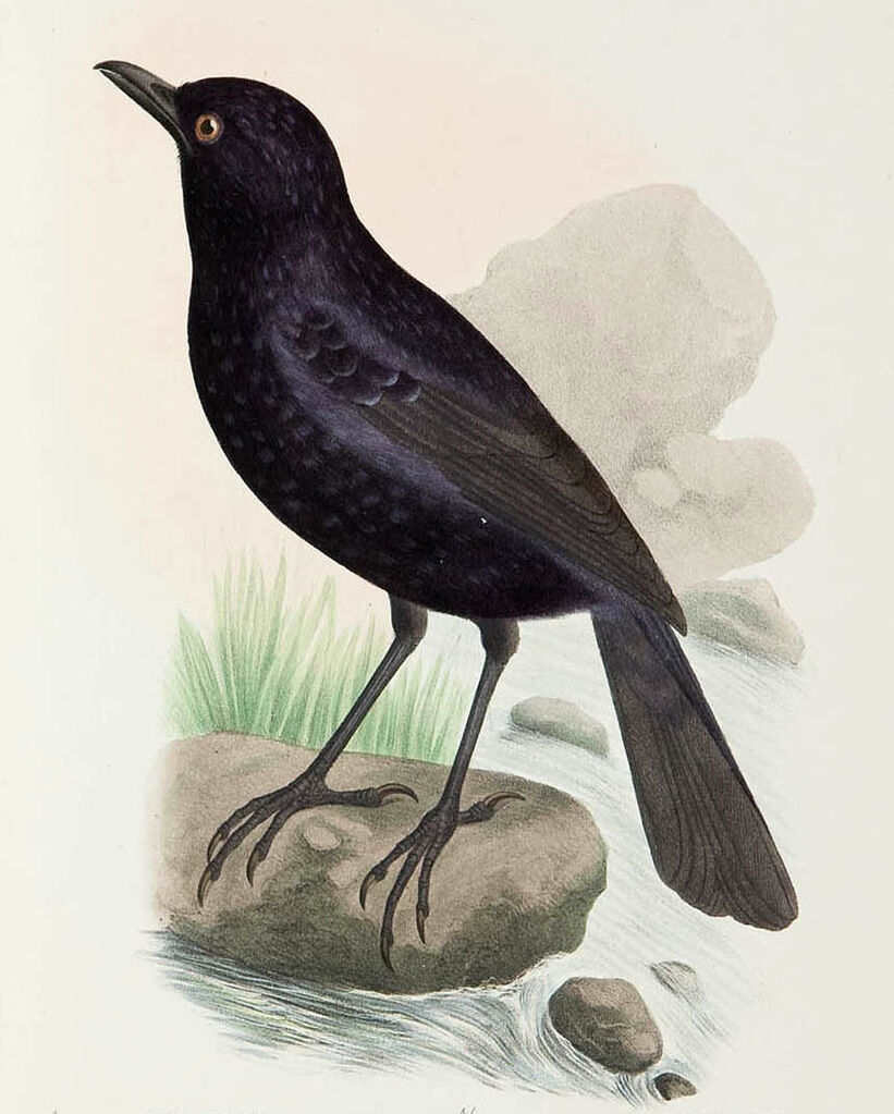 Blue Whistling Thrush