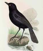 Blue Whistling Thrush