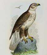 Upland Buzzard