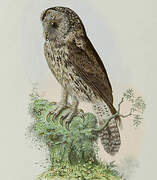 Pere David's Owl