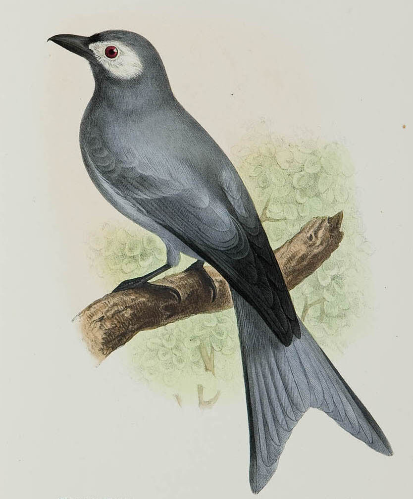 Drongo cendré